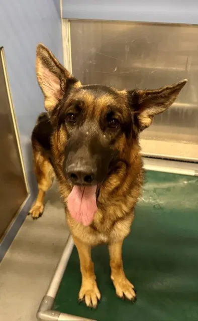 Floppy - German Shepherd Dog