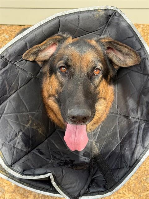 FLOPPY, a dog for adoption from El Dorado County Animal Services - South Lake Tahoe