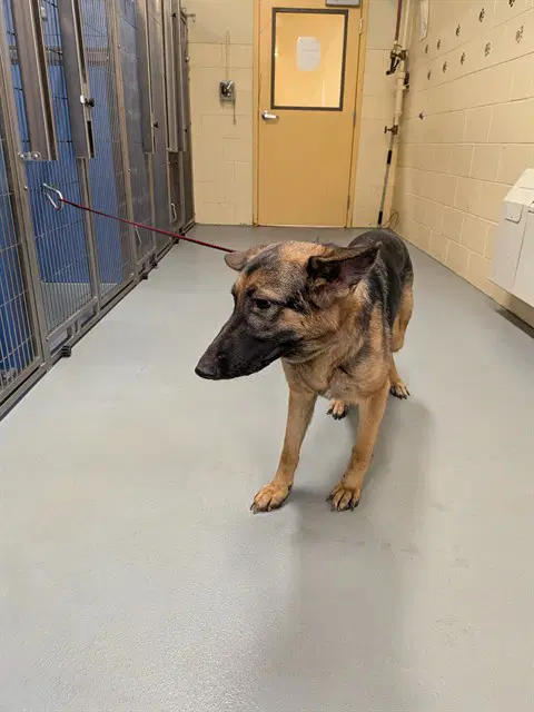 Missy Miss - German Shepherd Dog