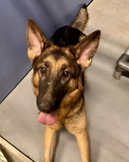 Missy Miss - German Shepherd Dog