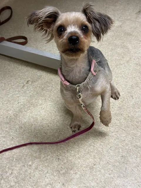 Buttercup image 1