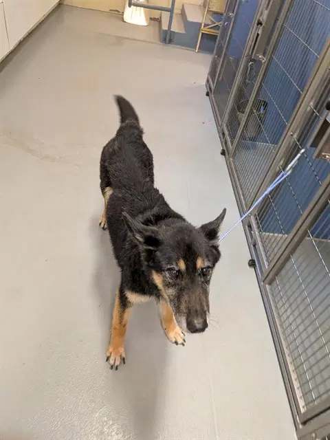 Unknown - German Shepherd Dog