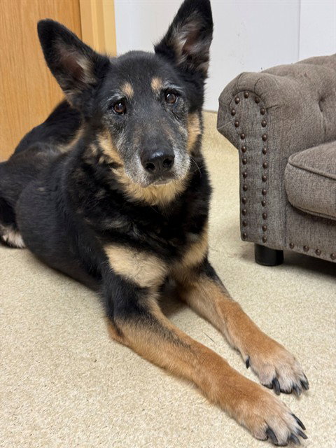 HUGO, a dog for adoption from El Dorado County Animal Services - South Lake Tahoe