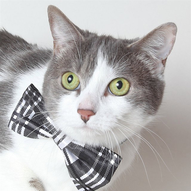 Ana, Domestic Short Hair
