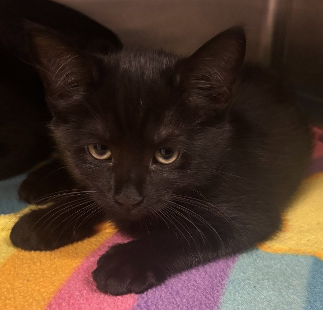 Spruce, Domestic Short Hair
