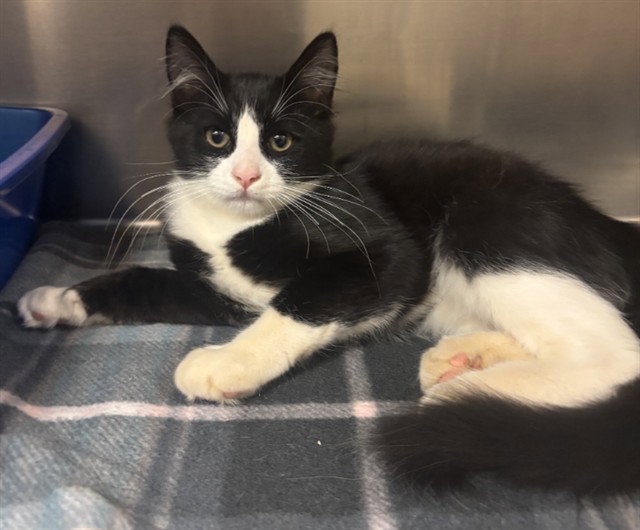Alder, Domestic Short Hair