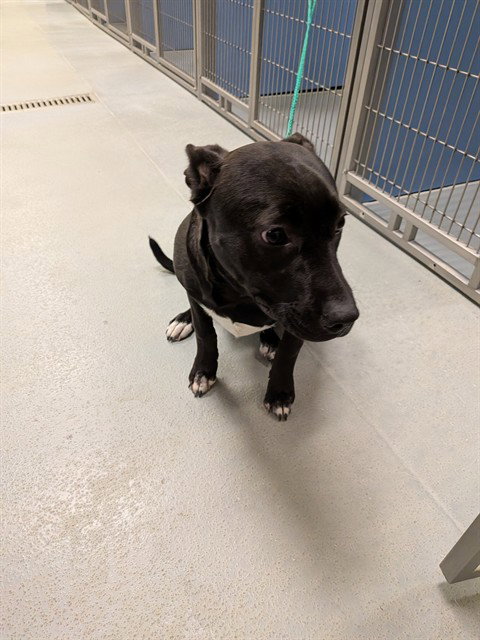 LUNA, a dog for adoption from El Dorado County Animal Services - South Lake Tahoe