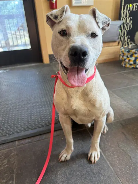 Happy - Pit Bull Terrier