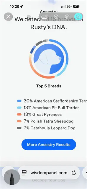 Daisley - Great Pyrenees