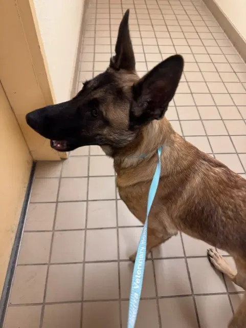 Zippy - German Shepherd Dog