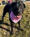 adoptable Dog in , KS named MARY PUPPINS