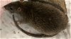 adoptable Rat in olathe, KS named A051068