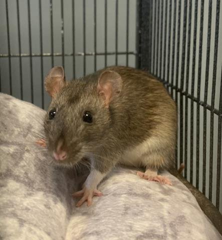 adoptable Rat in Olathe, KS named RATUNZEL