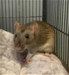 adoptable Rat in , KS named RATUNZEL