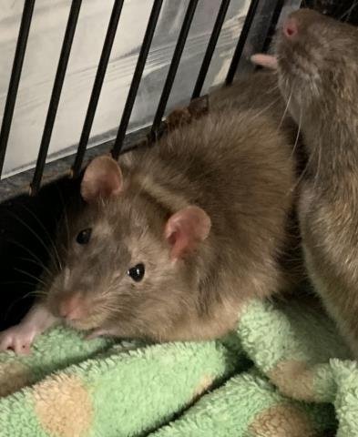 adoptable Rat in Olathe, KS named RATUNIA