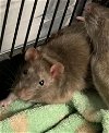adoptable Rat in , KS named RATUNIA