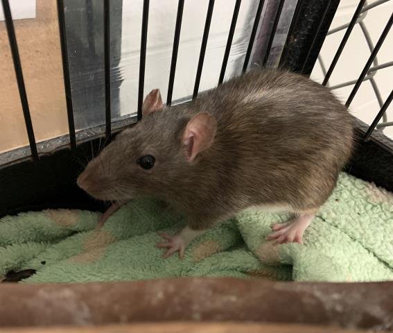adoptable Rat in Olathe, KS named RATNISS EVERDEEN