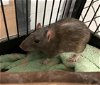 adoptable Rat in , KS named RATNISS EVERDEEN