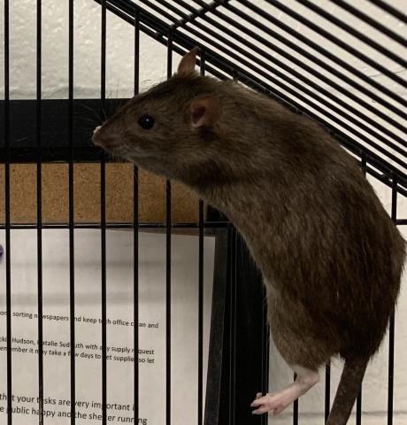 adoptable Rat in Olathe, KS named RATATOUILLE