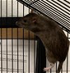 adoptable Rat in , KS named RATATOUILLE