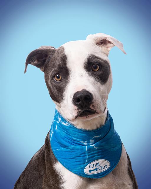 adoptable Dog in Olathe, KS named DRAKO