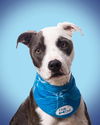 adoptable Dog in , KS named DRAKO