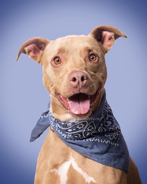 adoptable Dog in Olathe, KS named BRONSON