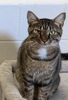 adoptable Cat in , KS named CRUMPET