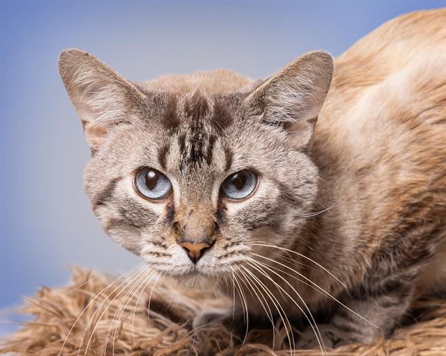 adoptable Cat in Olathe, KS named PISTOL PETE