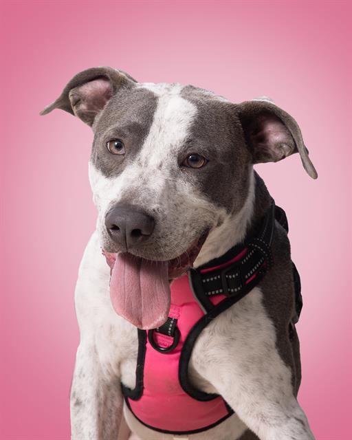 adoptable Dog in Olathe, KS named KATELYN