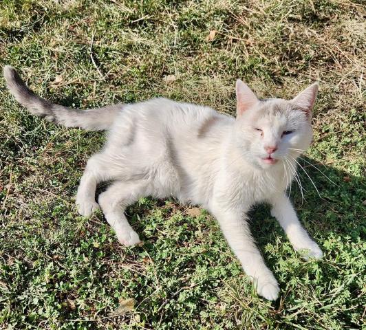 adoptable Cat in Olathe, KS named POLLY