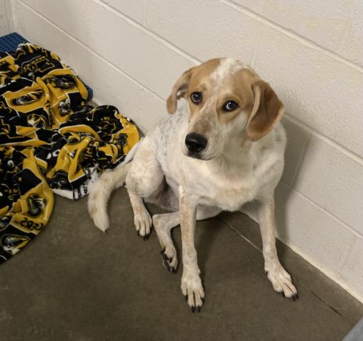 adoptable Dog in Olathe, KS named OATMEAL