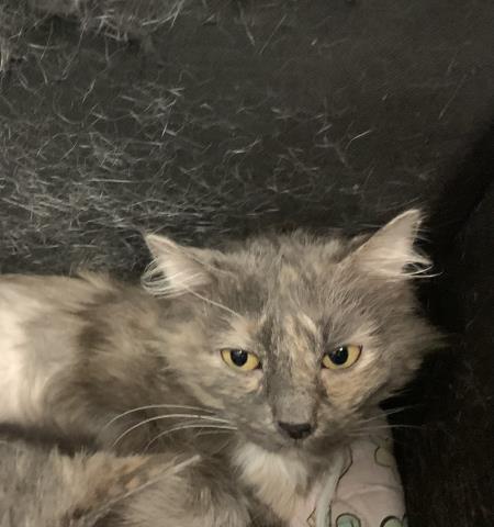 picture of the cat needing adoption