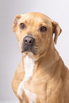 adoptable Dog in olathe, KS named DARCIE