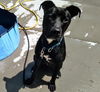 adoptable Dog in , KS named CHARLIE