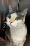 adoptable Cat in , KS named LILITH