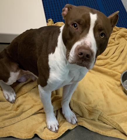adoptable Dog in Olathe, KS named CLIFFHANGER