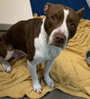 adoptable Dog in olathe, KS named CLIFFHANGER