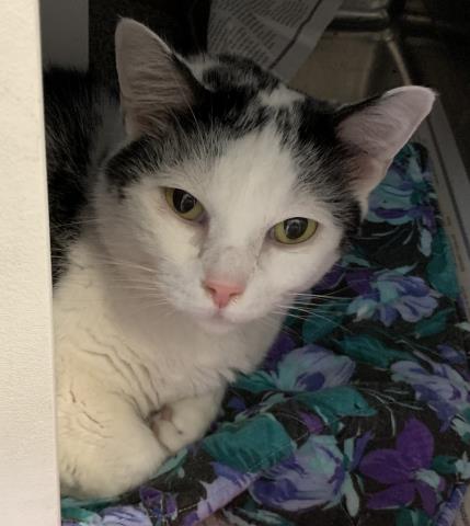 adoptable Cat in Olathe, KS named WILLY
