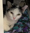 adoptable Cat in  named WILLY