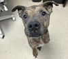 adoptable Dog in  named KIBA