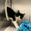 adoptable Cat in olathe, KS named JUAN