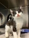 adoptable Cat in olathe, KS named CARLOS
