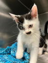 adoptable Cat in olathe, KS named MARITA