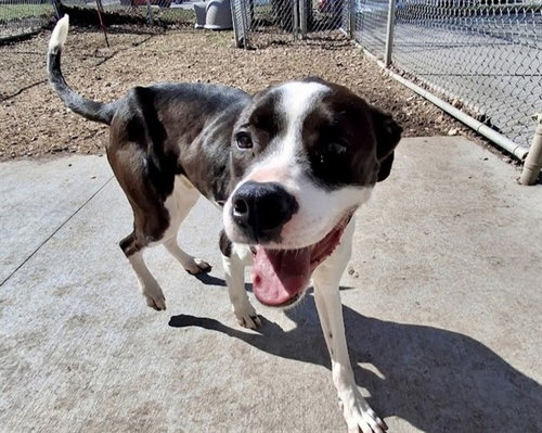 TANGO, an adoptable Terrier in Olathe, KS
