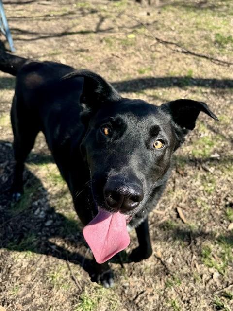 BUSTERMOON, an adoptable Labrador Retriever in Olathe, KS