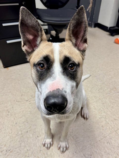 ROCCO, an adoptable Akita in Olathe, KS