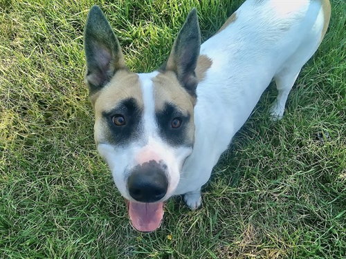 picture of the dog needing adoption