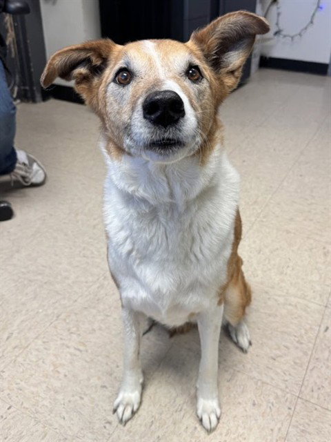 JORJA, an adoptable Collie in Olathe, KS