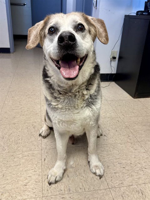 BOWSER, an adoptable Labrador Retriever in Olathe, KS